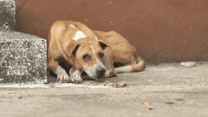 Envenenan 16 perros en un barrio de Santiago