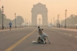 La 'caza' de los perros callejeros de Nueva Delhi